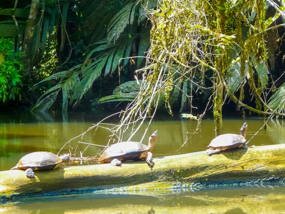 Tortues dans le Parc national de Tortuguero