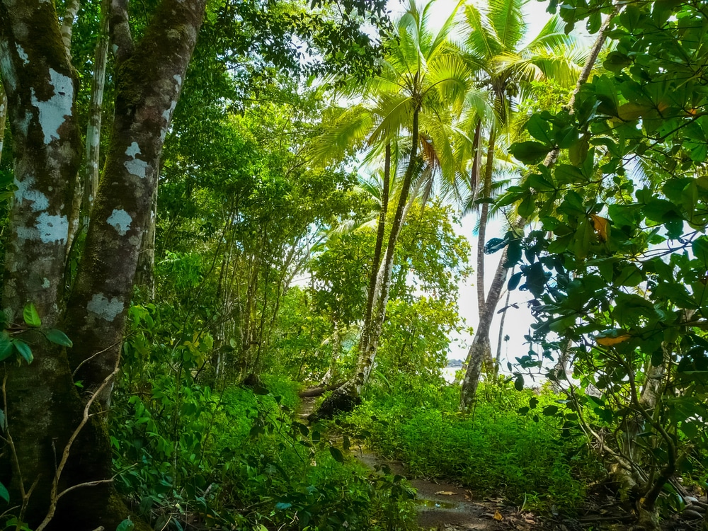 Parc national de la Corcovado