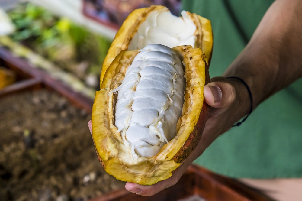 Vue de l'intérieur d'une cabosse de cacao à La Fortuna