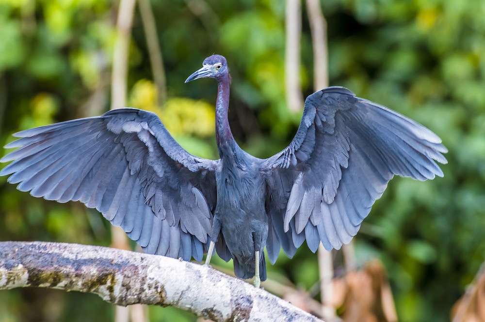 Héron bleu séchant ses ailes au bord de la rivière Tortuguero au Costa Rica