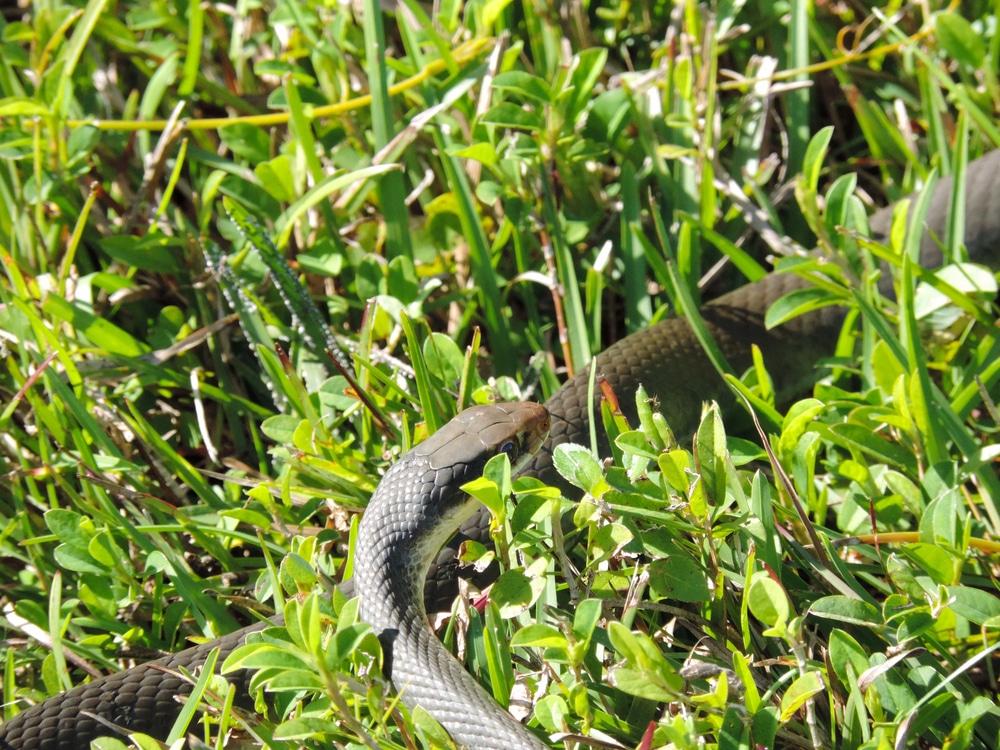 L'île aux serpents