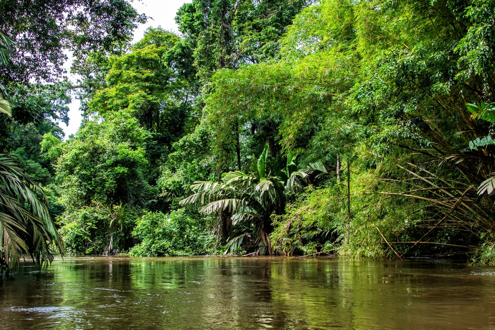 Jungle tropicale luxuriante vue depuis un bateau dans le parc national de Tortuguero au Costa Rica